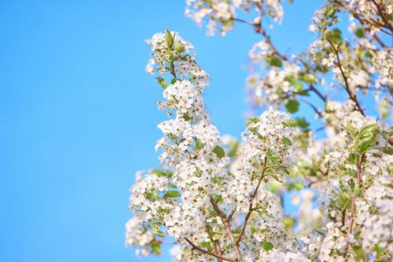 standing beneath plum tree found God