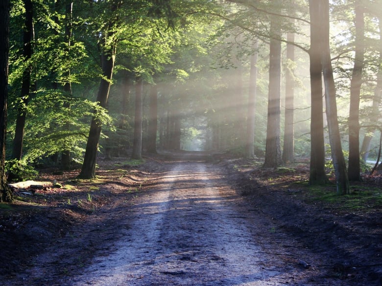 Image by bertvthul from Pixabay