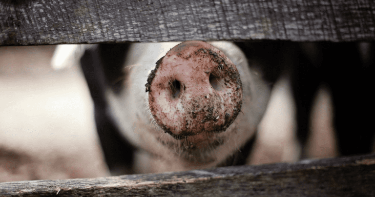 Can You Wrestle a Pig Without Becoming Dirty-