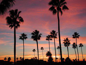 Palm Trees in Long Beach