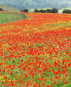 field of poppies