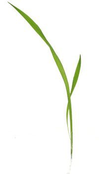 single blade of grass