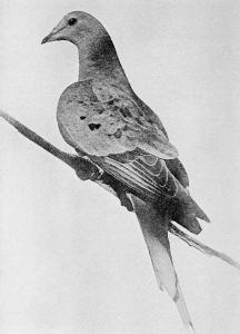 Martha_last_passenger_pigeon_1914