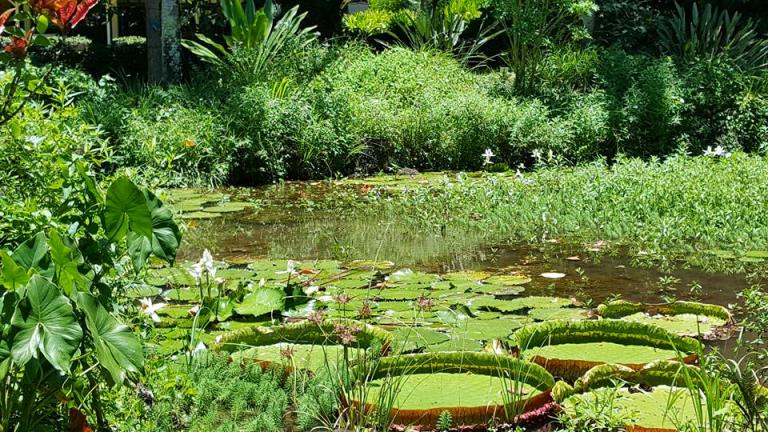 Lush Waimea gardens