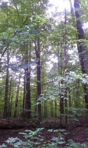 a vision for each of us sacred grove palmyra new york