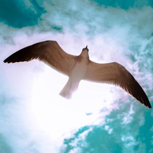 dove flying over head Noah and the Flood and the Ark and the Dove