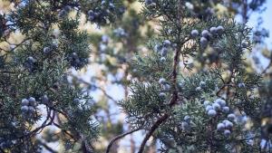 juniper berries