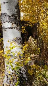 Moose on the Willow Lake trail