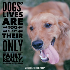 5 of the best quotes about dogs-2