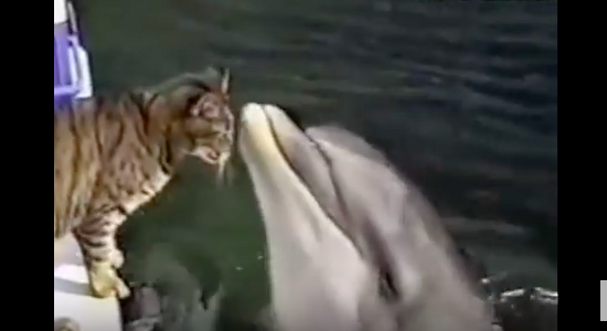 Dogs and cats kissing fish and dolphins-2