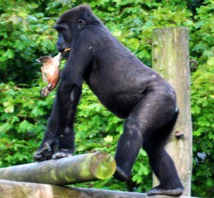 Young gorilla with a very unfortunate duck at Bristol Zoo