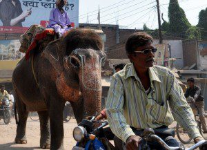 Elephant in Varanasi, India 2010