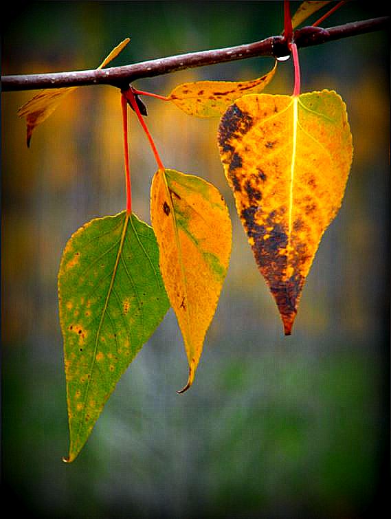 three leaves