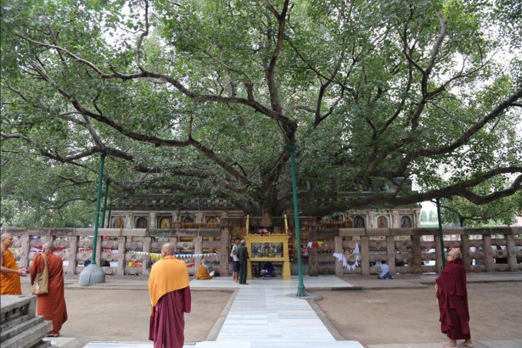 A view of the Bodhi tree where the Buddha gained awakening (courtesy National Geographic)