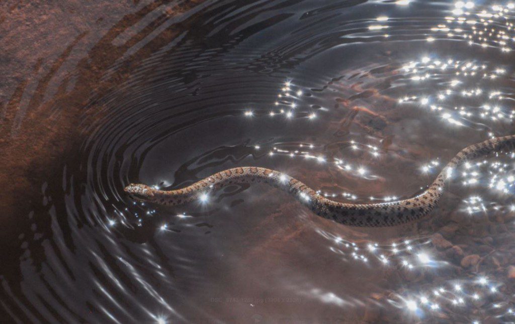 Utah - rattlesnake in Sheets Gulch