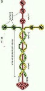 laminin1