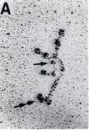 laminin2