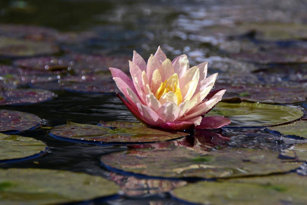 a pink and white petaled flower floating on a still pond