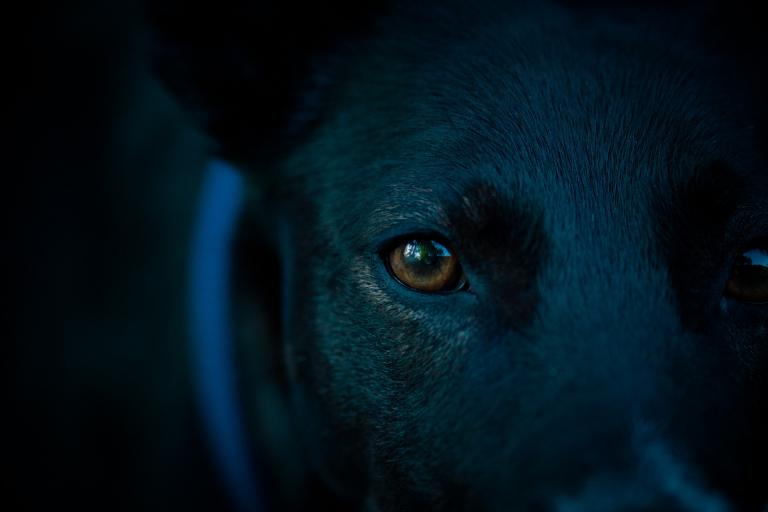 a close-up of a black dog's face, one brown eye staring directly at the camera