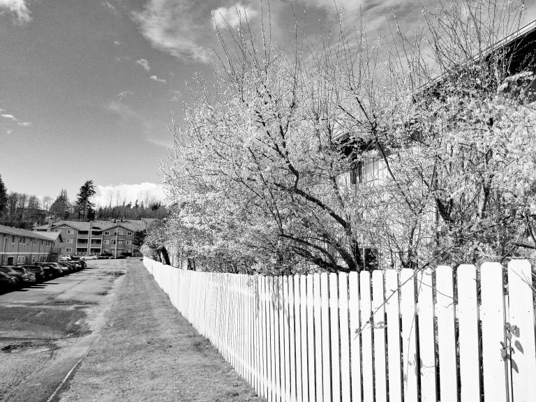 a black and white photo of white flowers blooming on trees lining a white fence