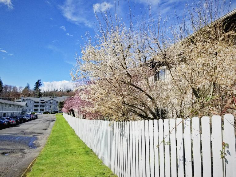 white and pink flowering trees lining a white picket fence