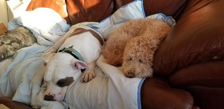 a white and brown pitbull and a smaller tan labradoodle cozy on the couch