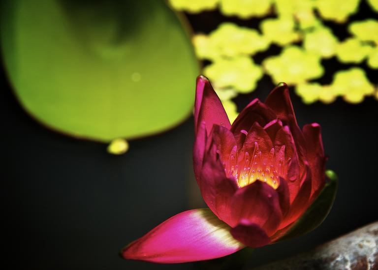 Vividly colored pink, yellow and red lotus floating on water with a green leaf in the background