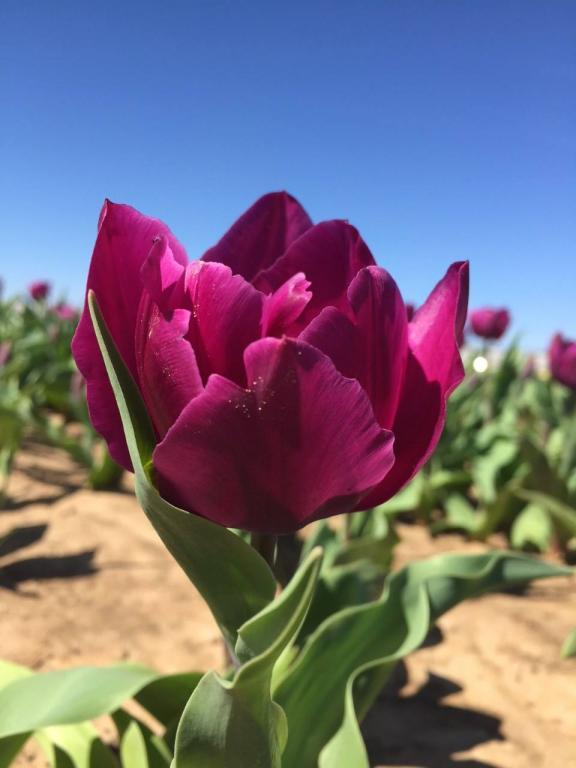 tulip-purple