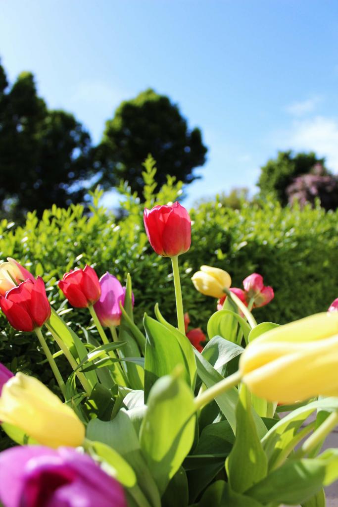 tulips-multiple