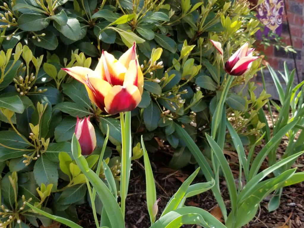 tulips1