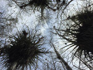 cypress trees Cypress trees towering above, looking up from the center of the dome.