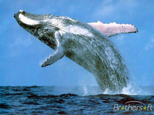 SavingWhales5