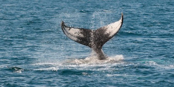 whale-630256_640