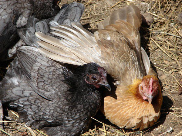 Hens Together Oregon Dept. of Agriculture  (cc) 2008