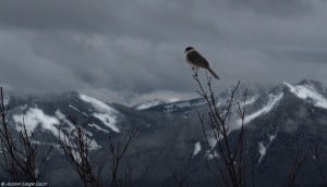 "Gray Jay Overlooking the Cascades," © Alison Leigh Lilly