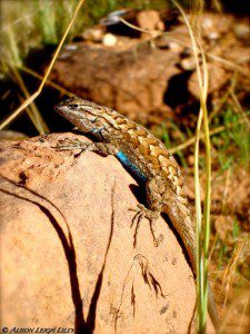 "Lizard in Zion," © Alison Leigh Lilly