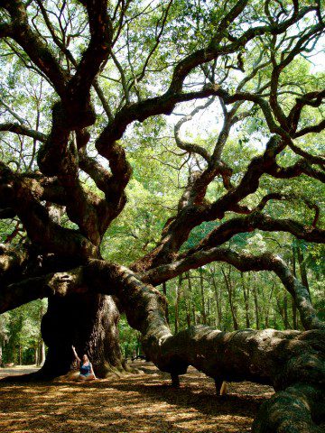 "Meditation under the Angel Oak" © Alison Leigh Lilly