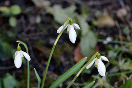 snowdrops blooming