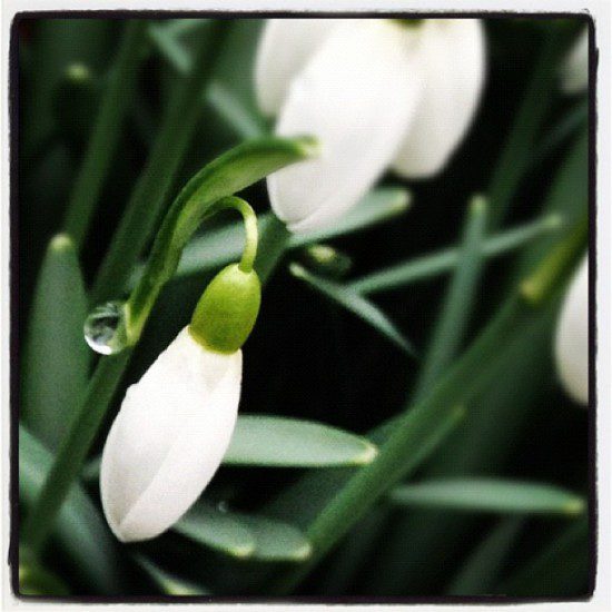 Snowdrops after rain, by Alison Leigh Lily (cc) 2012.
