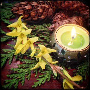 Forsythia Cedar Candle (cc 2016) Alison Leigh Lily