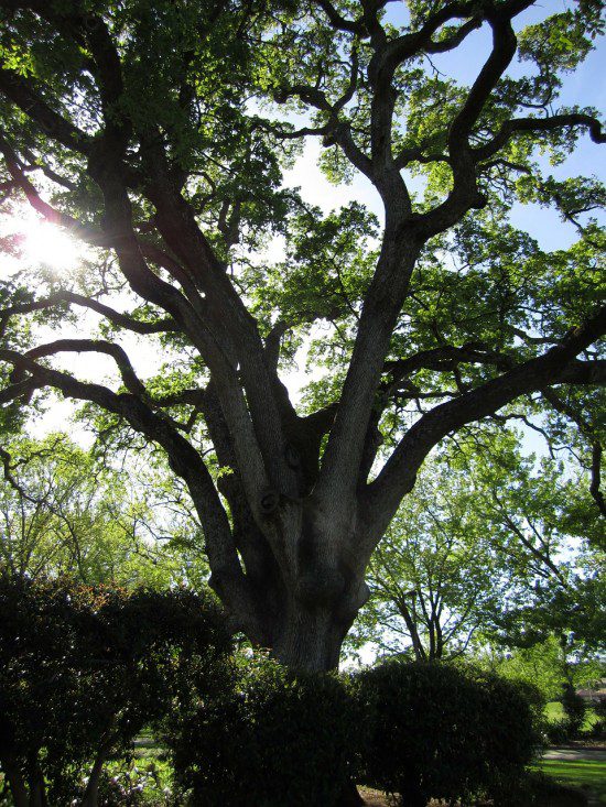 Oak Tree - public domain (CC) 2011.