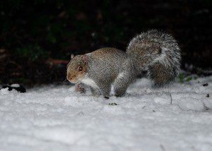Squirrel foraging in snow. Andrew Tijou (cc) 2012.