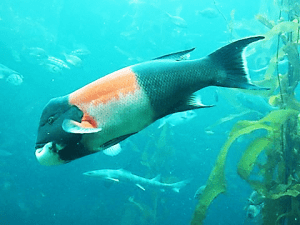 mage of Kelp Tank with California Sheephead and Shark at Monterey Bay Aquarium, by Bob Fisher