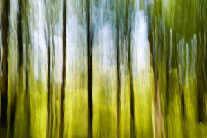 Blurred Trees in a Forest