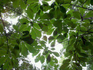 PawPaw Trees under an August Sky, Photo by Allison Ehrman