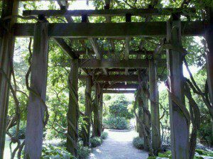 Wisteria Arbor in the Cool September Breeze, Photo by Allison Ehrman