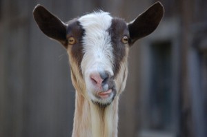 Silly goat. Photo by Stephanie Young Merzel (cc) 2007.