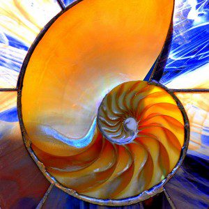 Chambered Nautilus in Glass. Photo by K. Kendall (cc) 2009.