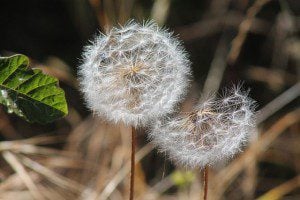 Dandelion seed heads. Photo by Edward Rooks. (cc) 2015