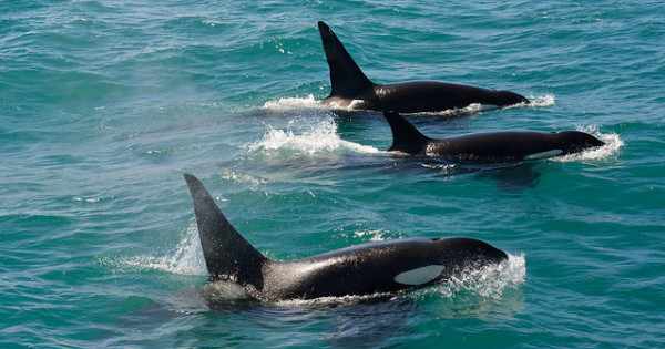 orca. Photo by Victoria Hoete-Dodd. (cc) 2015.